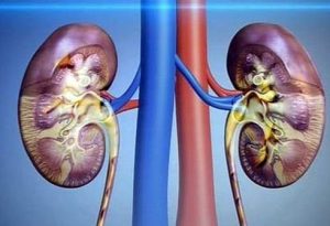 The work of the kidneys