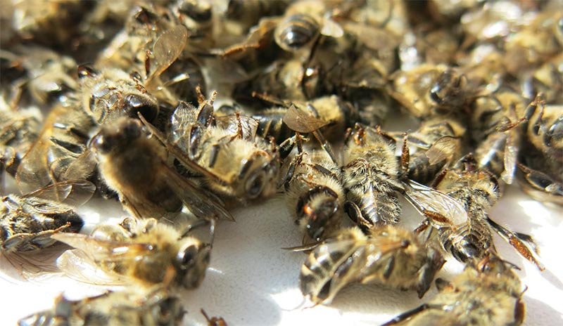 Пчелиный подмор при гипертонии